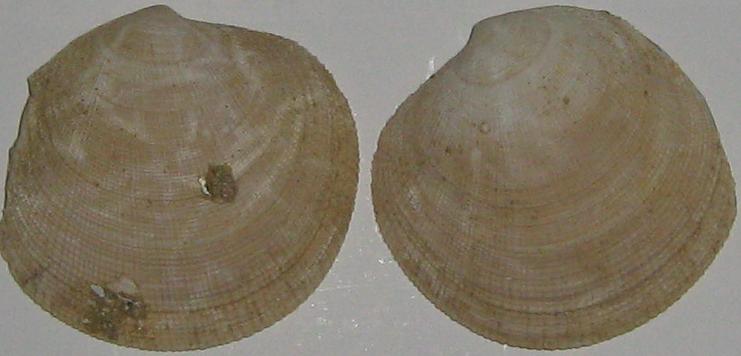 Codakia leonina (Basterot, 1825) - pliocene - Toscana